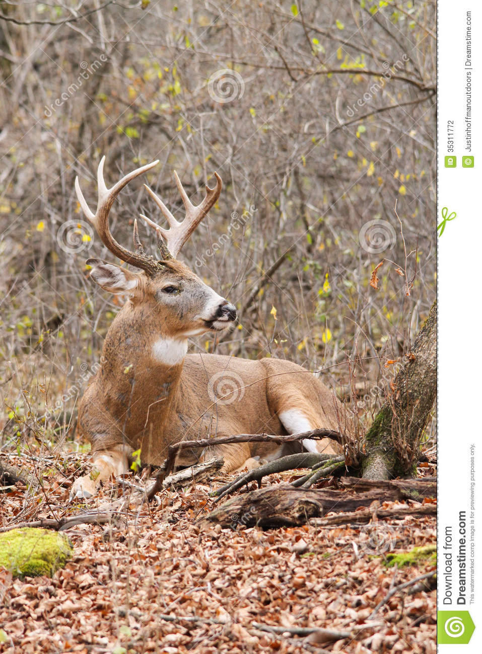 Whitetail Deer Buck Rut Stock Photo. Image Of Rack, Hunt - 35311772-Area 1 In Louisiana Deer Rut