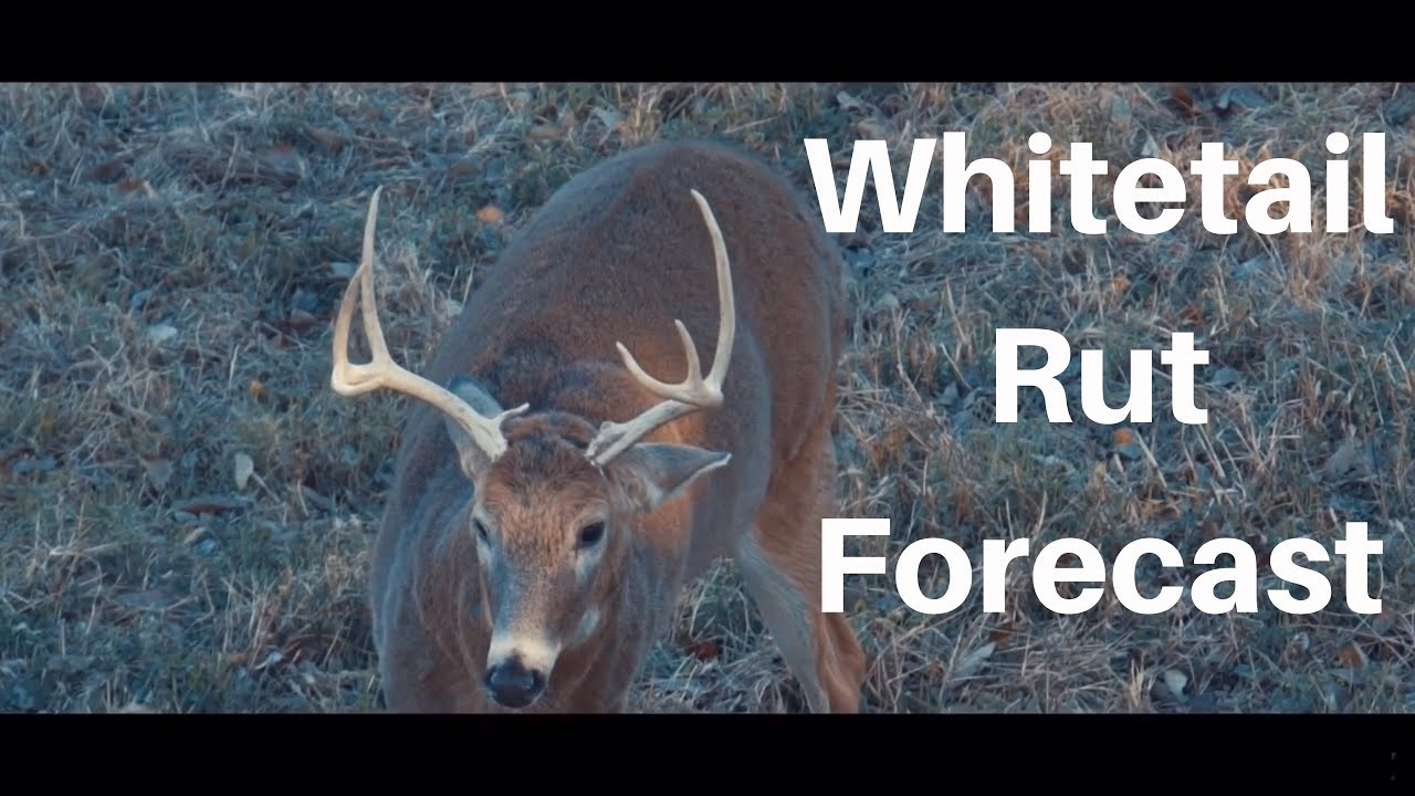 Whitetail Rut Forecast - Michigan And Illinois Hunting-2021 Whitetail Deer Rut