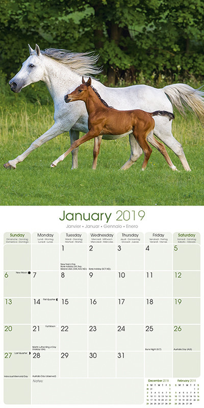 Arabian Horses - Wall Calendars 2022 | Large Selection-School Calendar 2022 Saudi Arabia