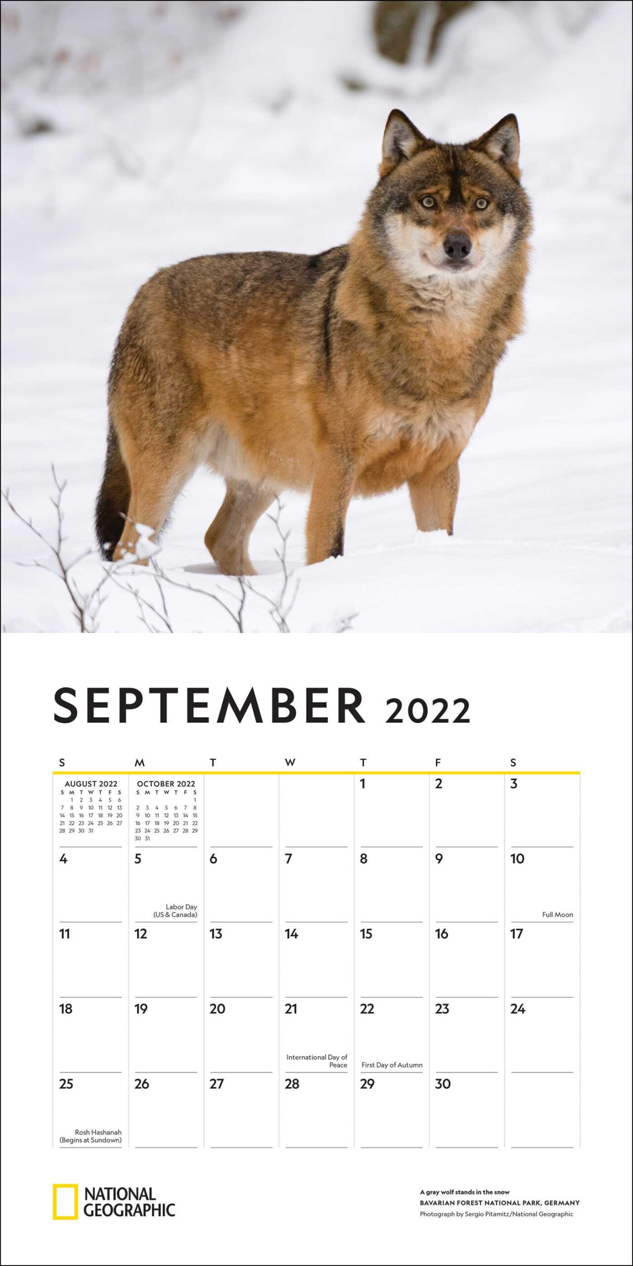 Wolf Calendar 2022 | November 2022 Calendar-2022 Calendar Victoria With School Holidays